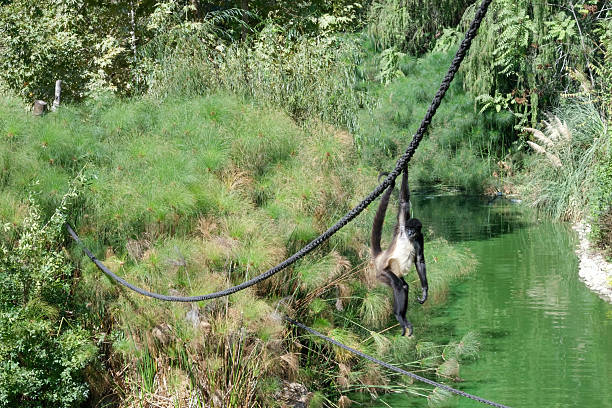 Affe beim klettern