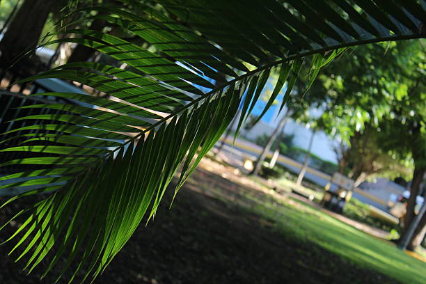 Palm leaves in the garden. Close up of green palm leaves.