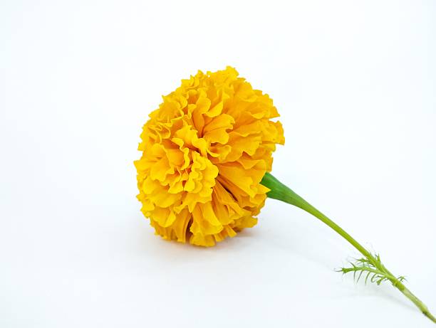 istock Stunning Orange Marigold with a Long Elegant Green Stem 2253324951