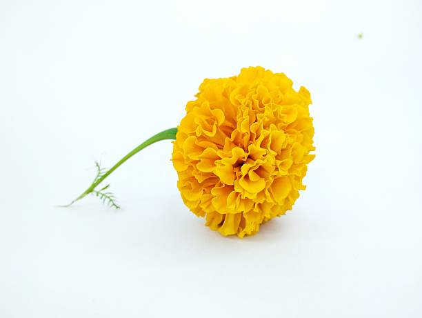 istock Side Profile View of an Orange Marigold with Stem 2253324952