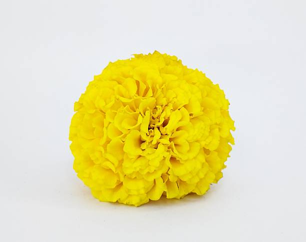 istock Vibrant Yellow Marigold Flower Head on White Background 2253324954
