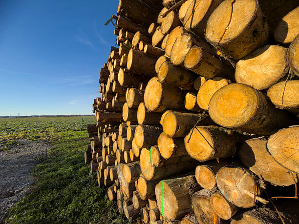 Close view of stacked logs showing cut wood surfaces and bark texture after Christmas tree cutting.