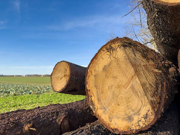 Single large cut tree trunk lying on the ground in a rural landscape, linked to forestry work during the Christmas tree season.
