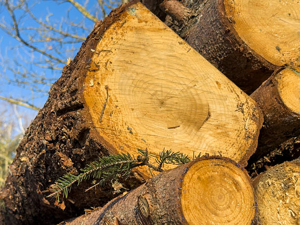 Pile of cut logs arranged irregularly outdoors in natural light, connected to seasonal forestry and Christmas tree harvest.