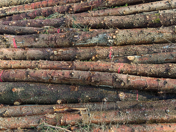 Lumberyard on pine forest edge. Sunny summer morning