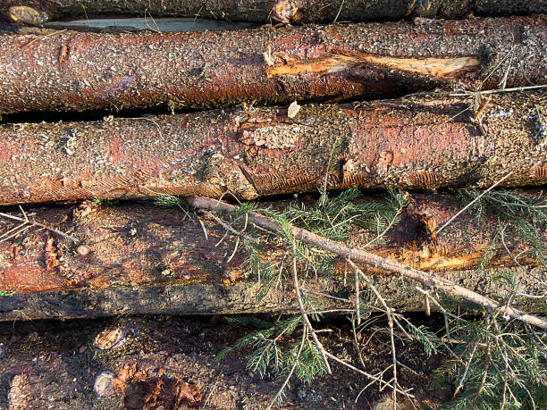 Pile of cut logs arranged irregularly outdoors in natural light, connected to seasonal forestry and Christmas tree harvest. A small pine tree branch was stuck between the logs.
