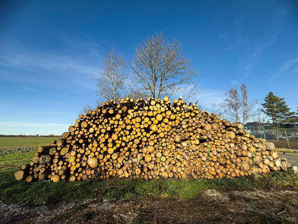 View of stacked cut tree logs showing circular wood ends and natural texture, commonly associated with seasonal Christmas tree harvesting.