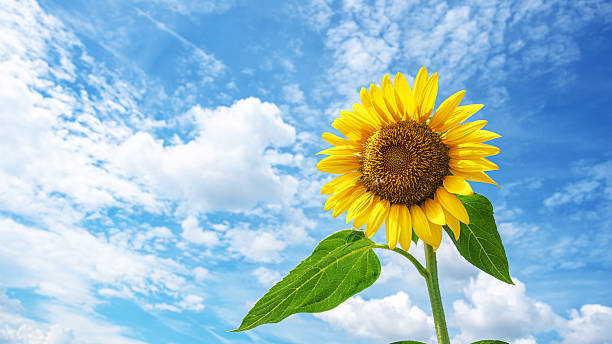Sunflower under the summer sunny blue sky