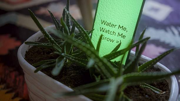 istock Aloe Vera Plant with Watering Reminder Tag 2253331547