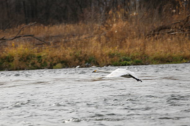 Siberian swans that flew to the Azusagawa River