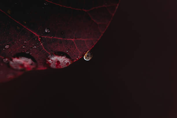 macro photographs of flowers with color and details