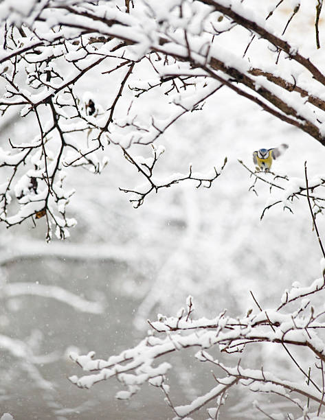 istock Blue tit with fluttering wings on covered in snow tree 2253334790