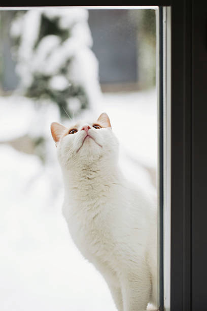 A cute white fluffy kitten plays curiously while interacting with a branch. Perfectly captures the playful nature and innocence of small cats, set against a beautiful textured shining background.