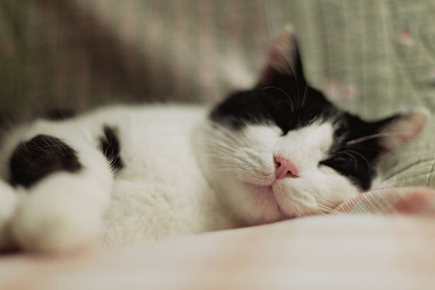 Close-up of cat sleeping hard on sofa in Lodi, Lombardy, Italy
