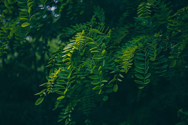 istock Leaves on a Fern Tree in the Countryside 2253334864