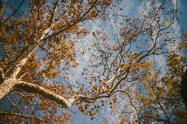Looking Up at a Sycamore Tree Against a Blue Sky in United States, Virginia, Front Royal