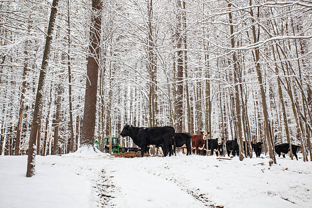istock Beef cattle gather around hay during a snowy winter feeding 2253335059