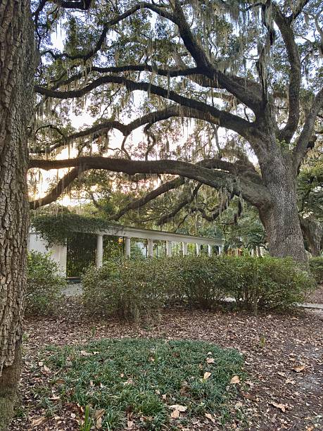 istock Classic white colonnade architecture under oak trees with Spanish moss 2253335148