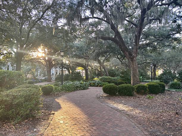 istock Sunlight filters through Spanish moss over path in park in Savannah 2253335151