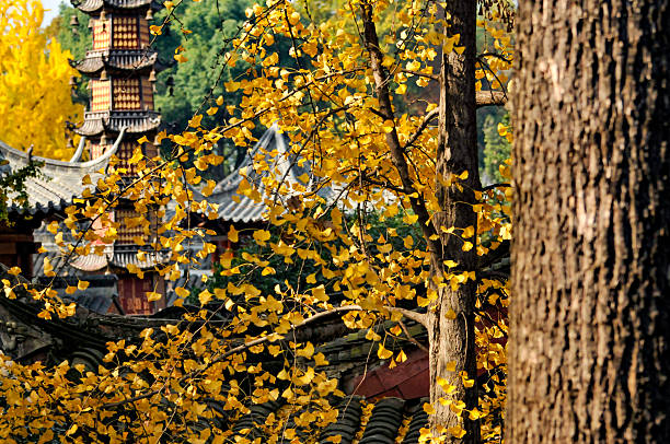 Ginkgo tree inside ancient temple in Chengdu, China