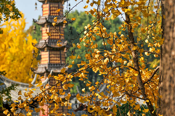Ginkgo tree inside ancient temple in Chengdu, China
