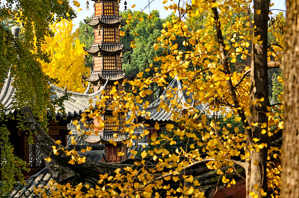 Ginkgo tree inside ancient temple in Chengdu, China