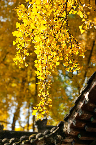 Ginkgo tree inside ancient temple in Chengdu, China
