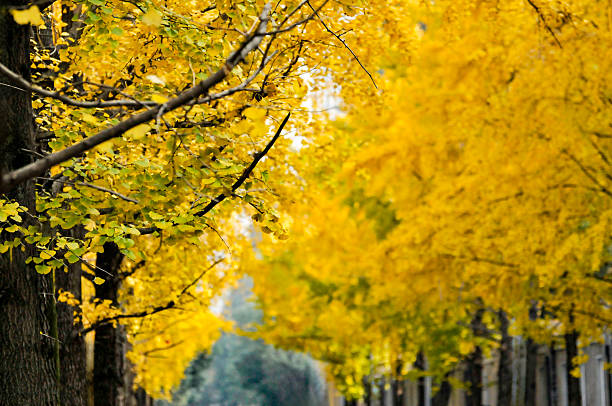 gingko biloba tree leaf in autumn season in sunny day with sunlight.