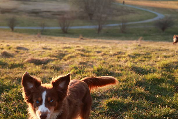 istock A brown and white dog is standing in a field 2253337668