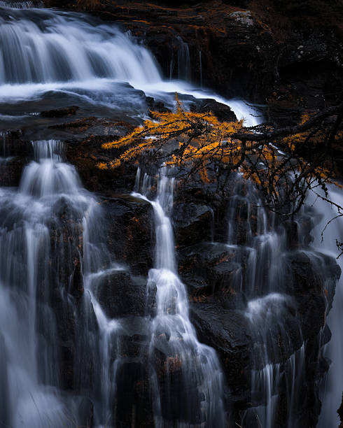 A golden larch branch was hanging over the waterfall.