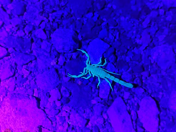 istock Scorpion Glowing under Black Light, Arizona Desert Wildlife 2253338448