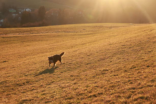Dog is running through a field of grass. The sun is shining brightly, casting a warm glow over the scene. The dog appears to be enjoying its time in the open field, running