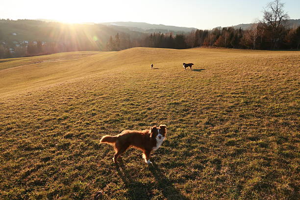 istock Dog is standing in a field with a sun shining on it 2253339157