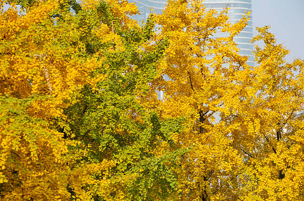 gingko biloba tree leaf in autumn season in sunny day with sunlight.