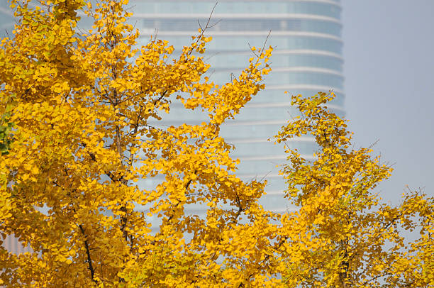 gingko biloba tree leaf in autumn season in sunny day with sunlight.