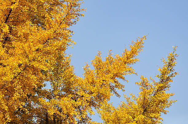 gingko biloba tree leaf in autumn season in sunny day with sunlight.