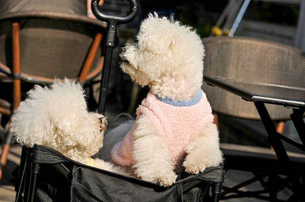 poodle puppy in a basket