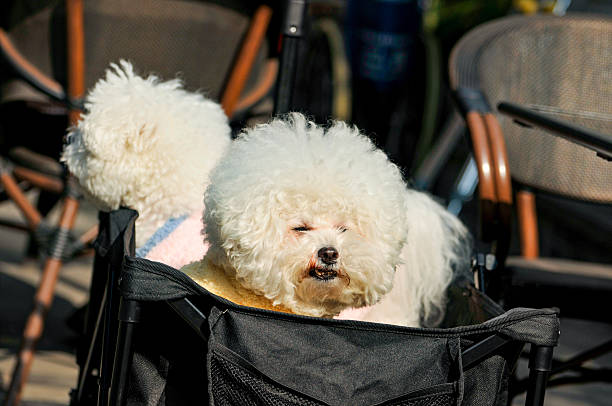 istock poodle puppy in a basket 2253339944