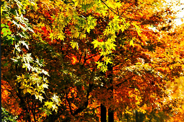 istock Autumn Colorful Leaves 2253339947