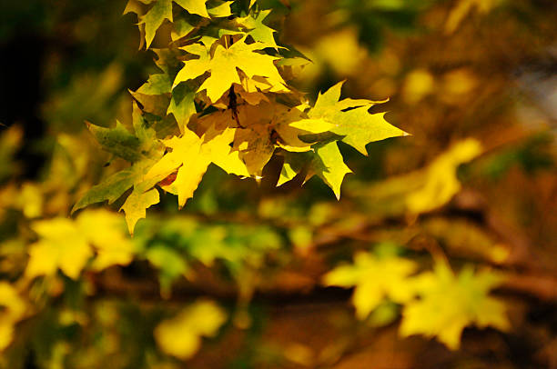 Autumn Colorful Leaves
