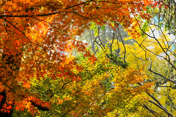istock Autumn Colorful Leaves 2253339986