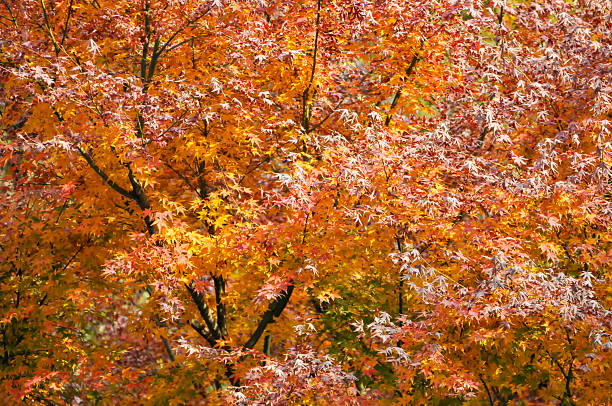 istock Autumn Colorful Leaves 2253339997