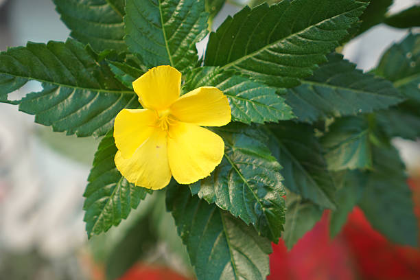 istock Yellow Alder (Turnera ulmifolia) Bloom with Serrated Green Leaves 2253340385