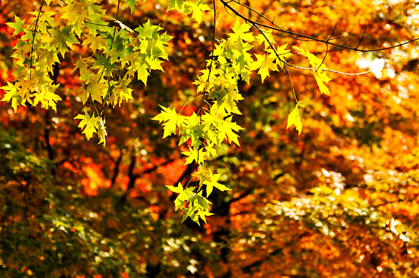 Autumn Colorful Leaves