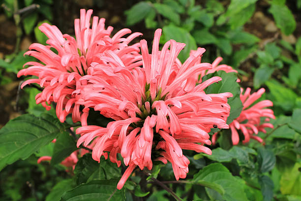 brazilian plume flower (justicia carnea) bloom with pink petal color. brazilian plume flower grow in garden. brazilian plume flower has another name flamingo flower or jacobinia