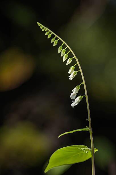R. obliquum Blume, also known as Chuanfa, has long flower spikes and bluish-purple flowers. The genus name comes from the Greek words rhynchos (beak) and glossa (tongue), referring to the shape of the lower lip which is elongated and resembles a tongue.