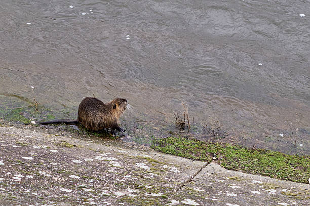 Nutria by a riverbank of Vltava river in Prague, Czech Republic