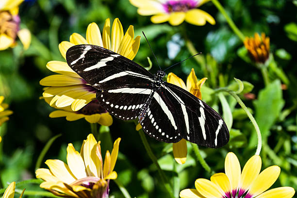istock Zebra Longwing butterfly resting on yellow flowers. 2253344809
