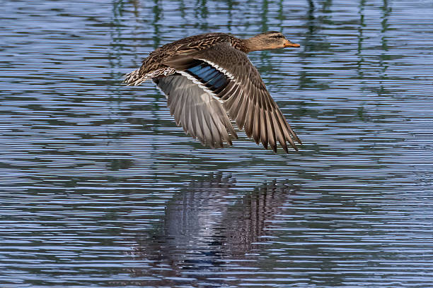 istock Mallard duck flying over lake. Reflection in water. 2253344815