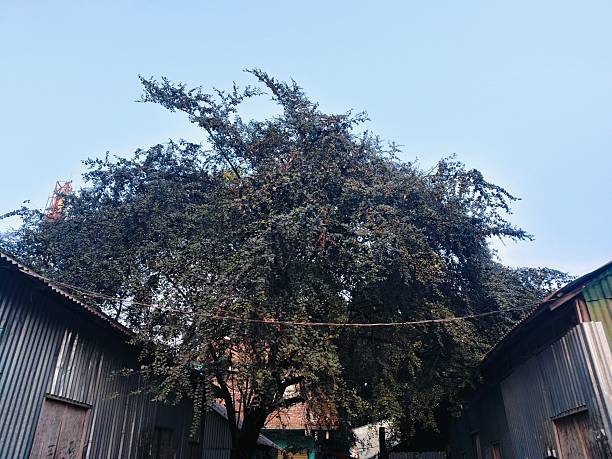 istock Old village house with large tree 2253344962